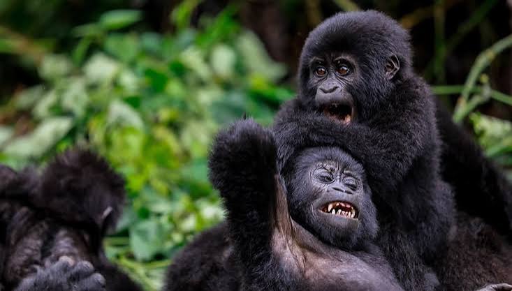 Gorilla Trekking in Bwindi Forest
